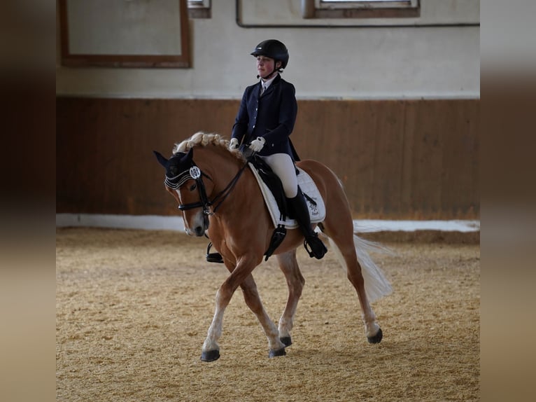 Edelbluthaflinger Stallion 13 years 14,1 hh Chestnut-Red in Bayreuth