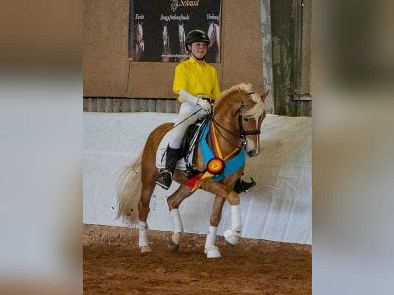 Edelbluthaflinger Stallion 14 years 14.1 hh Chestnut-Red in Bayreuth