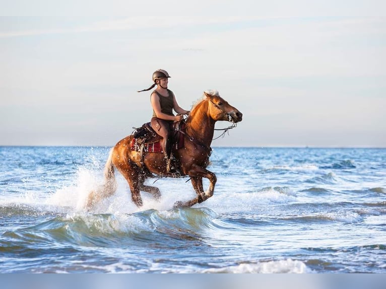 Edelbluthaflinger Stallion 14 years 14.2 hh Chestnut-Red in Mücheln (Geiseltal)