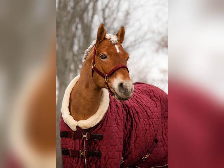 Edelbluthaflinger Stallion 14 years 14.2 hh Chestnut-Red in Mücheln (Geiseltal)