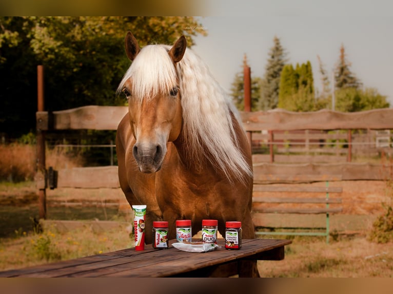 Edelbluthaflinger Stallion 14 years 14.2 hh Chestnut-Red in Mücheln (Geiseltal)