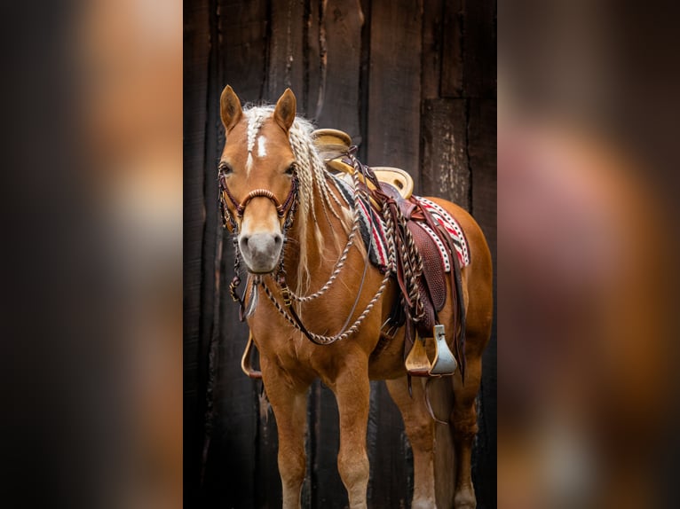 Edelbluthaflinger Stallion 14 years 14.2 hh Chestnut-Red in Mücheln (Geiseltal)