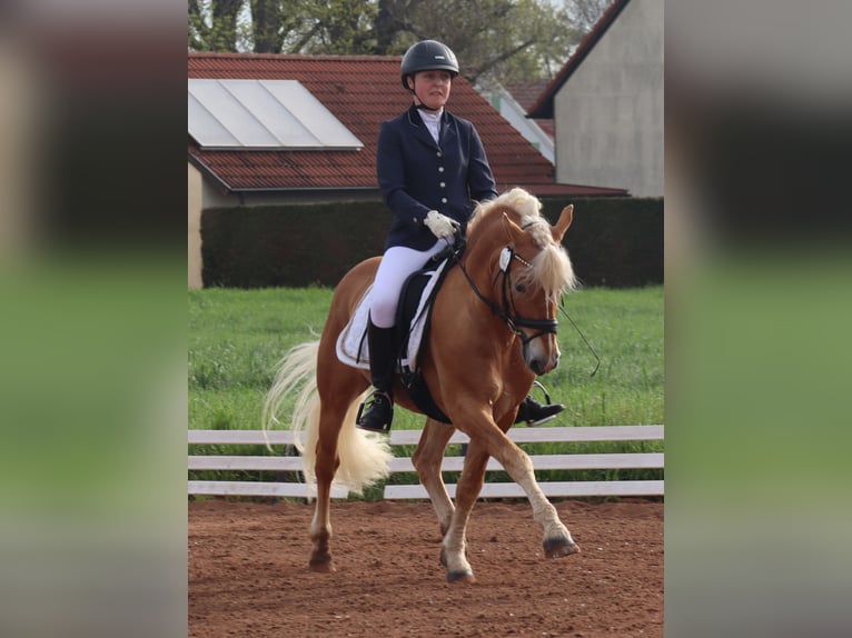 Edelbluthaflinger Stallion 14 years 14,1 hh Chestnut-Red in Bayreuth