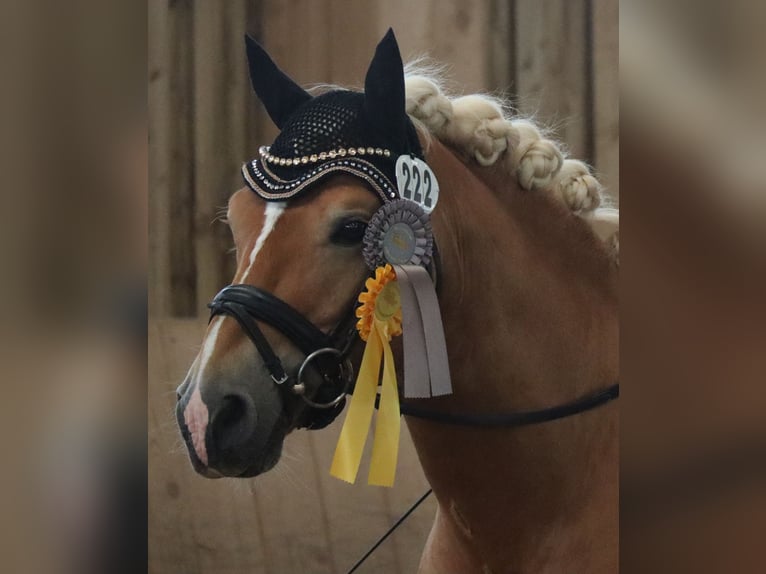 Edelbluthaflinger Stallion 14 years 14,1 hh Chestnut-Red in Bayreuth