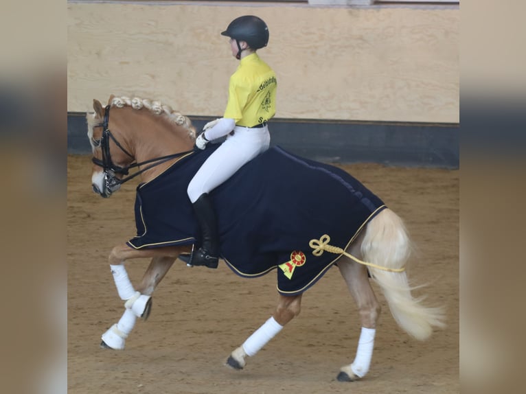 Edelbluthaflinger Stallion 14 years 14,1 hh Chestnut-Red in Bayreuth