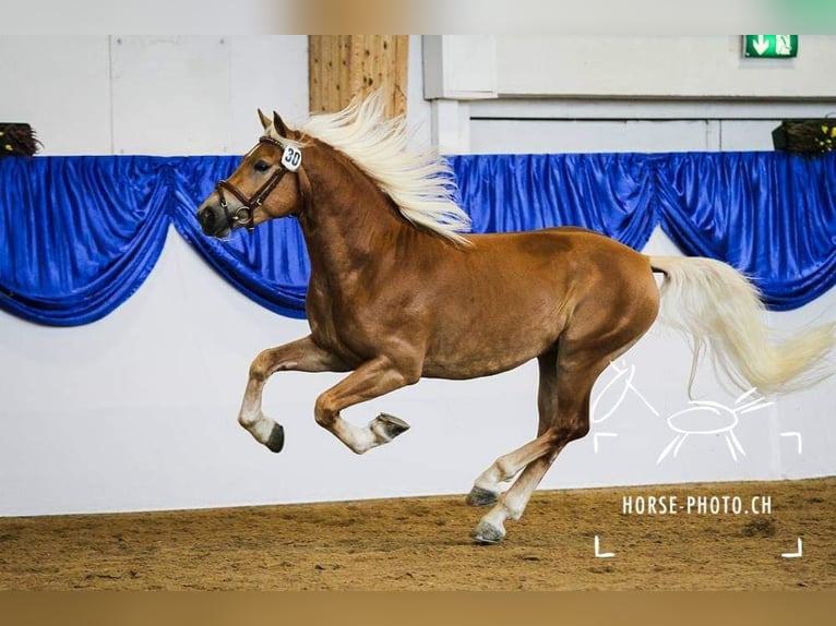 Edelbluthaflinger Stallion 14 years 14,2 hh Chestnut-Red in Mücheln (Geiseltal)