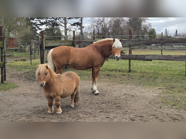 Edelbluthaflinger Stallion 14 years 14,2 hh Chestnut-Red in Mücheln (Geiseltal)