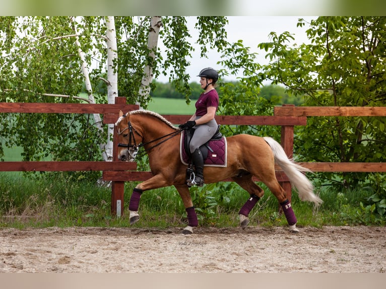 Edelbluthaflinger Stallion 14 years 14,2 hh Chestnut-Red in Mücheln (Geiseltal)