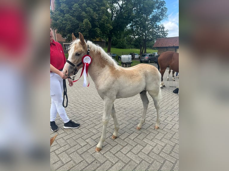 Edelbluthaflinger Stallion 1 year 14.2 hh Chestnut-Red in Hüttenberg