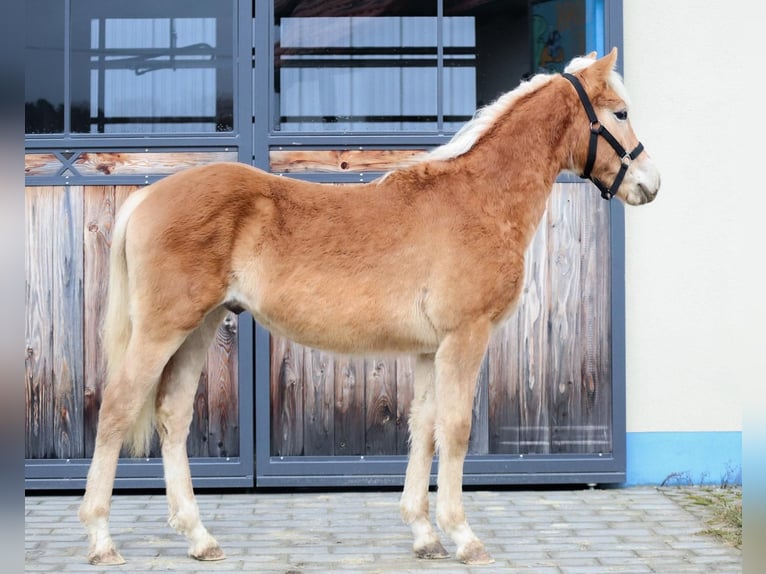 Edelbluthaflinger Stallion 1 year 14.2 hh Chestnut-Red in Ebermannsdorf