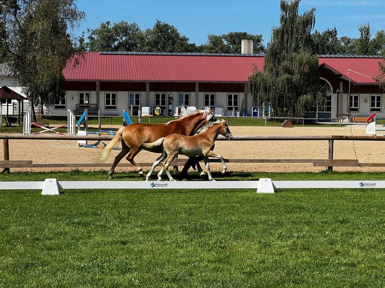 Edelbluthaflinger Stallion 1 year 14,2 hh Chestnut-Red in Dillingen an der Donau