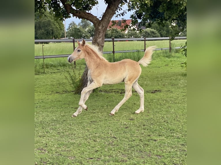 Edelbluthaflinger Stallion 1 year 14,2 hh Chestnut-Red in Dillingen an der Donau