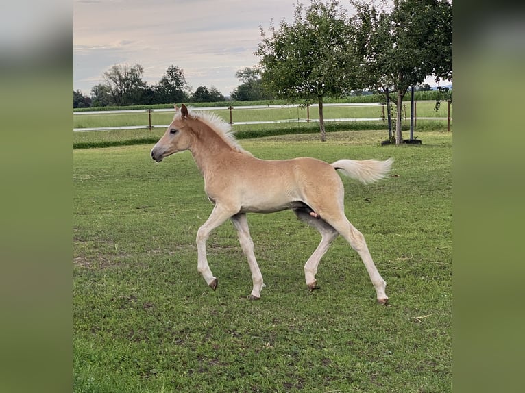 Edelbluthaflinger Stallion 1 year 14,2 hh Chestnut-Red in Dillingen an der Donau