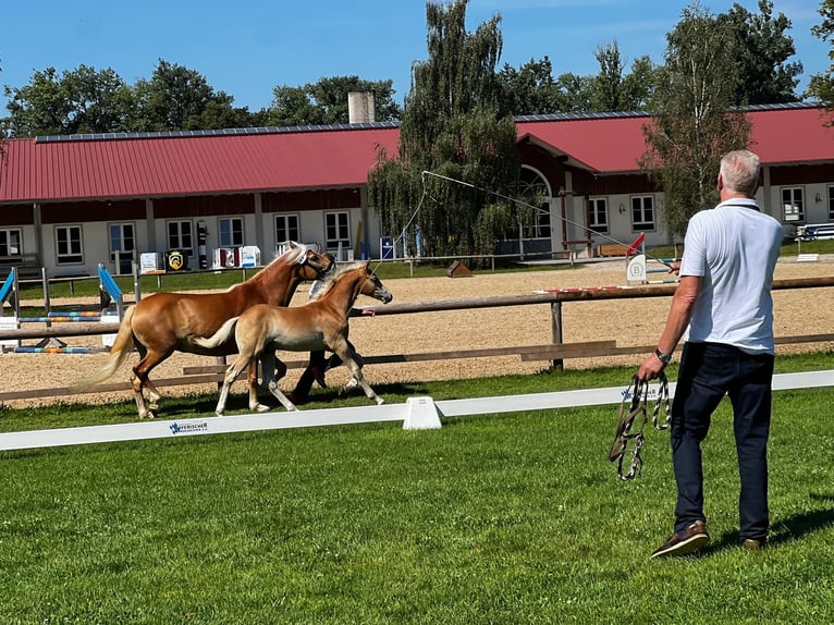 Edelbluthaflinger Stallion 1 year 14,2 hh Chestnut-Red in Dillingen an der Donau