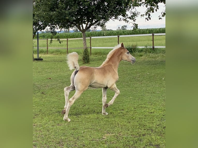 Edelbluthaflinger Stallion 1 year 14,2 hh Chestnut-Red in Dillingen an der Donau