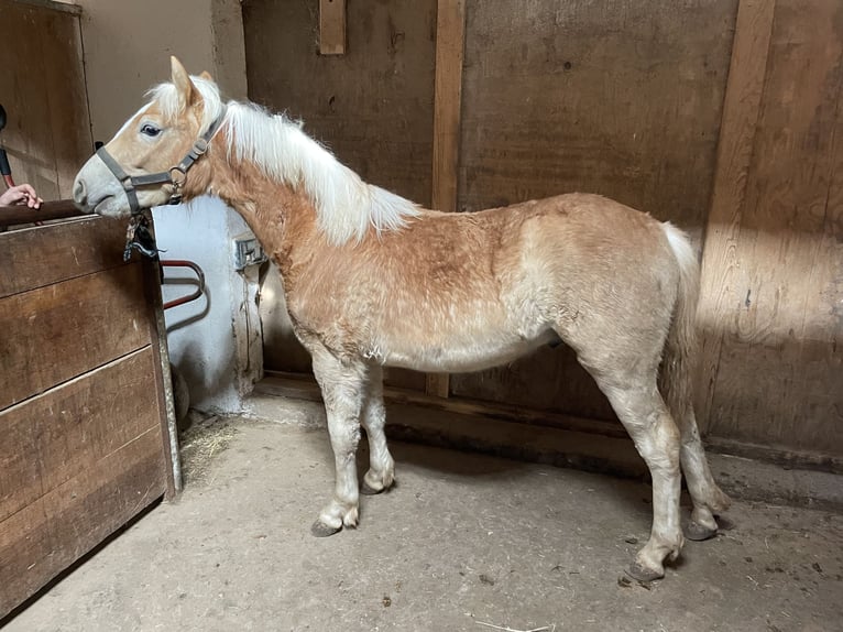 Edelbluthaflinger Stallion 1 year 14.2 hh Palomino in Scheßlitz