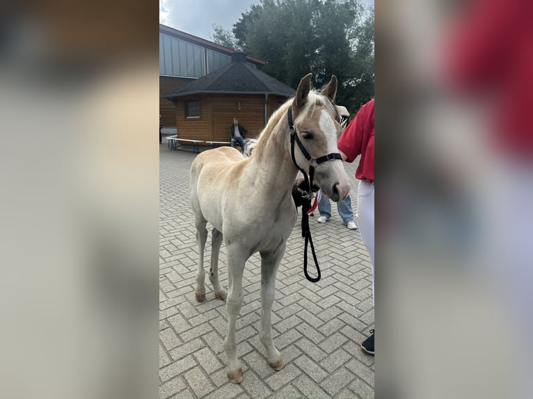 Edelbluthaflinger Stallion 1 year 14,2 hh Chestnut-Red in Hüttenberg