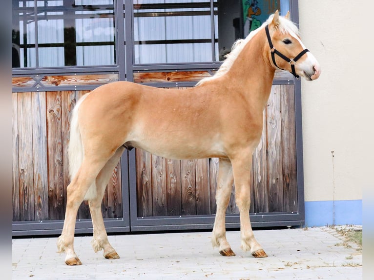 Edelbluthaflinger Stallion 1 year 14,2 hh Chestnut-Red in Ebermannsdorf