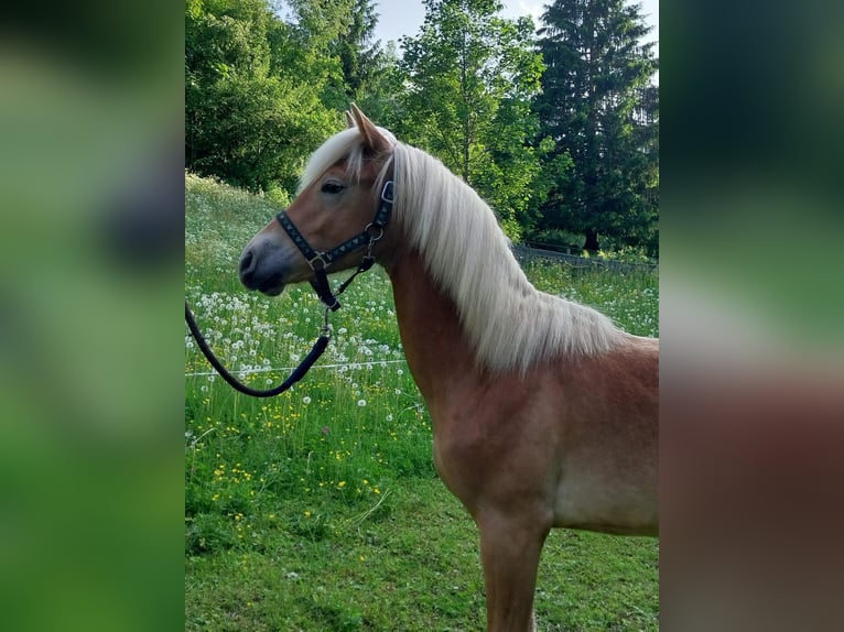 Edelbluthaflinger Stallion 1 year 15,1 hh Chestnut-Red in Ulten
