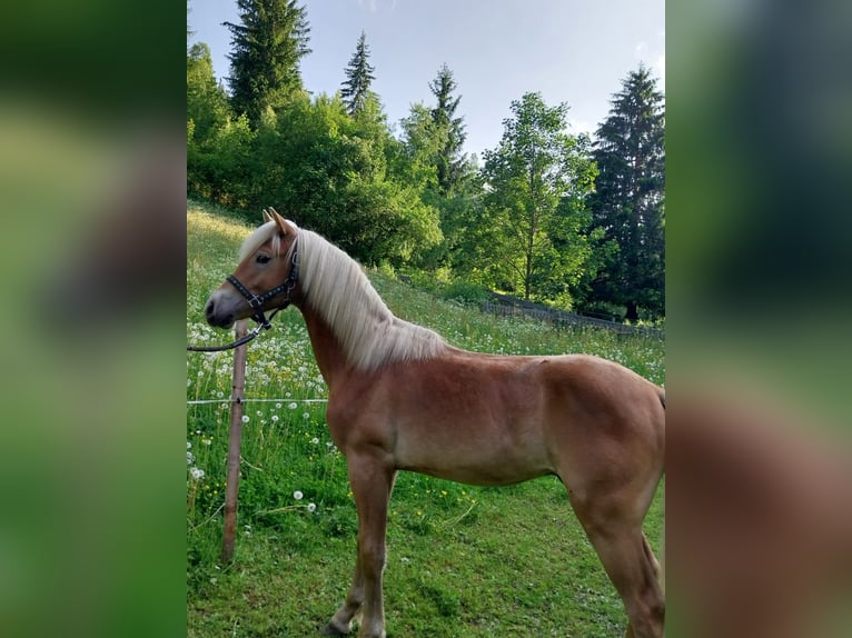 Edelbluthaflinger Stallion 1 year 15,1 hh Chestnut-Red in Ulten