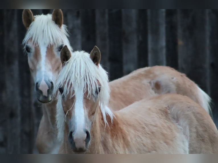 Edelbluthaflinger Stallion 1 year Chestnut-Red in Achslach