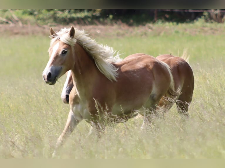 Edelbluthaflinger Stallion 1 year Chestnut-Red in Achslach