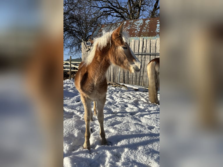 Edelbluthaflinger Stallion 1 year Chestnut-Red in Gettnau