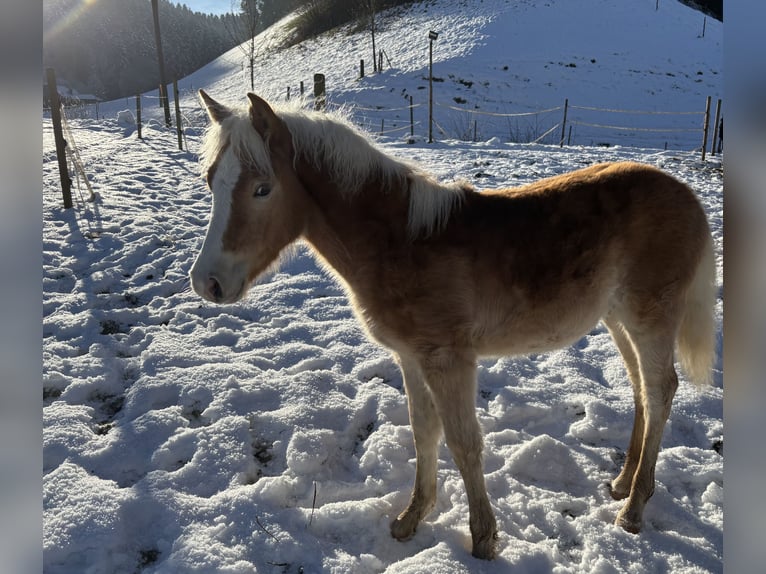 Edelbluthaflinger Stallion 1 year Chestnut-Red in Gettnau