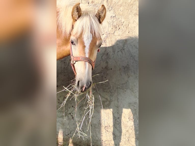 Edelbluthaflinger Stallion 1 year Chestnut-Red in Affing