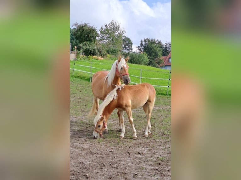 Edelbluthaflinger Stallion 1 year Chestnut-Red in Affing