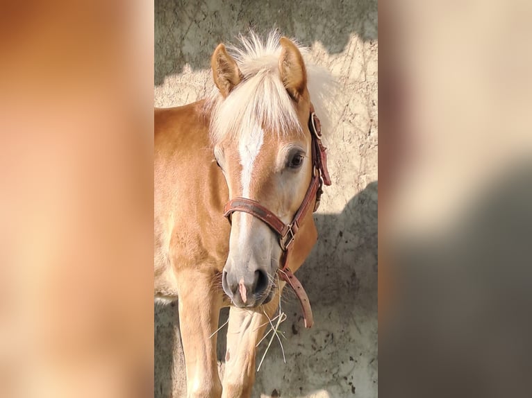 Edelbluthaflinger Stallion 1 year Chestnut-Red in Affing