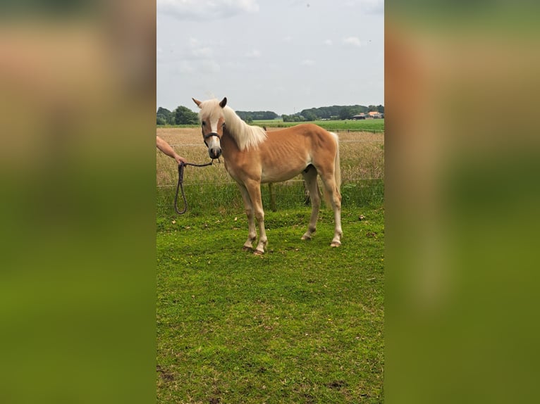 Edelbluthaflinger Stallion 1 year Chestnut-Red in Vreden