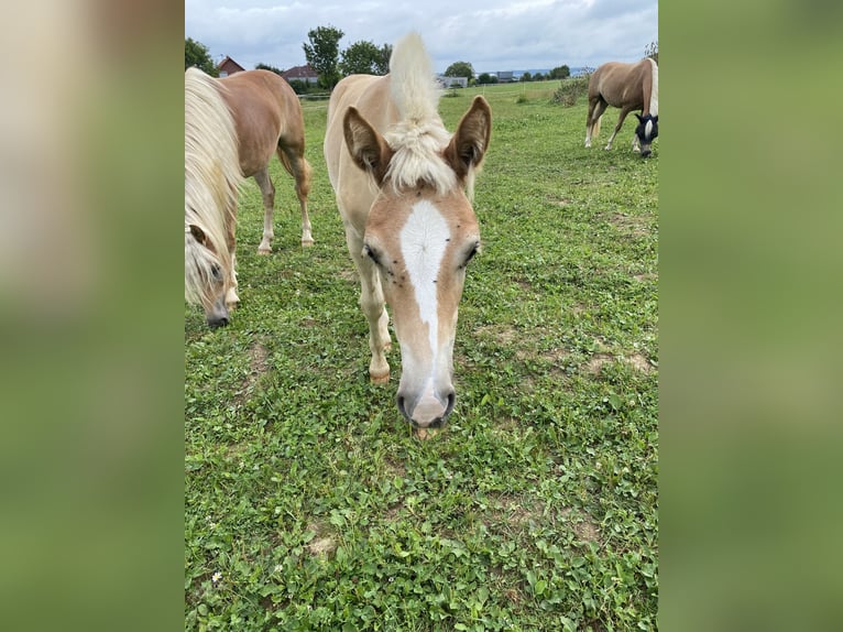 Edelbluthaflinger Stallion 1 year Chestnut-Red in Trier