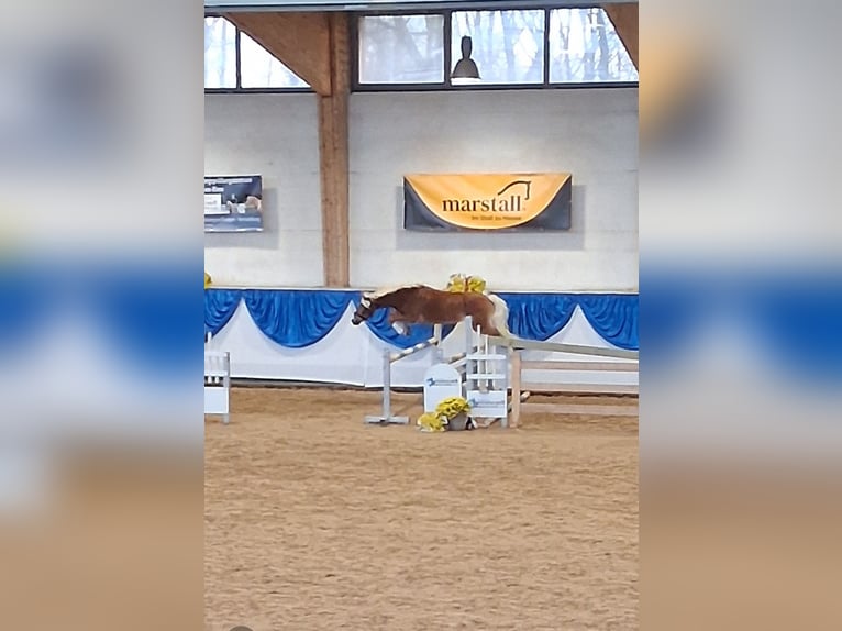 Edelbluthaflinger Stallion 2 years 14,1 hh Chestnut-Red in Miesbach