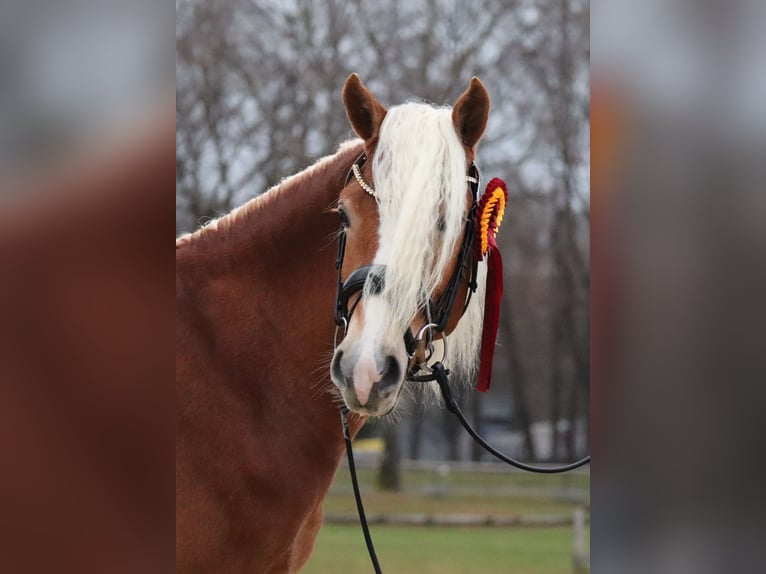 Edelbluthaflinger Stallion 2 years 14,1 hh Chestnut-Red in Bayreuth
