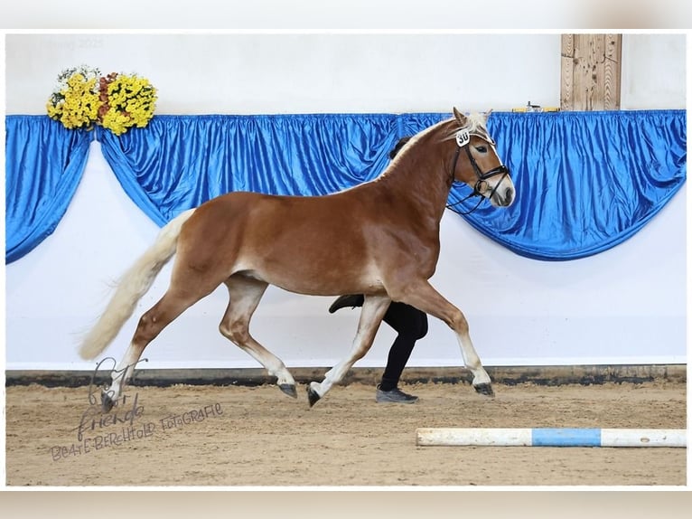 Edelbluthaflinger Stallion 2 years 14,1 hh Chestnut-Red in Bayreuth
