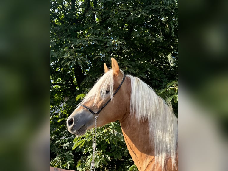 Edelbluthaflinger Stallion 2 years 14,1 hh Chestnut-Red in Erbendorf