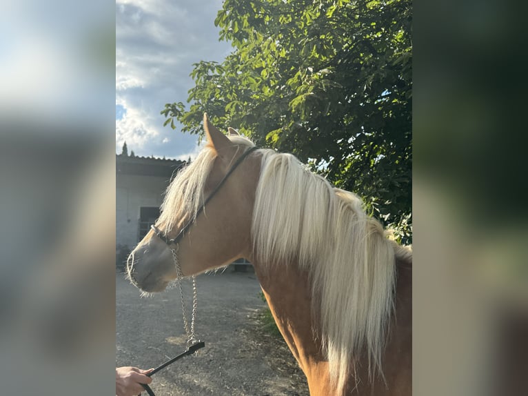 Edelbluthaflinger Stallion 2 years 14,1 hh Chestnut-Red in Erbendorf