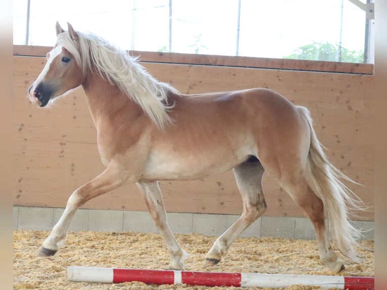 Edelbluthaflinger Stallion 2 years 14,2 hh Chestnut-Red in Ebermannsdorf