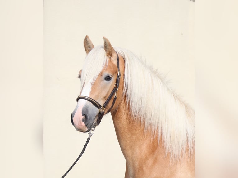 Edelbluthaflinger Stallion 2 years 14,2 hh Chestnut-Red in Ebermannsdorf