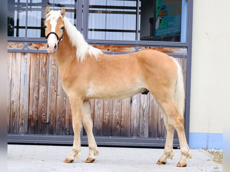 Edelbluthaflinger Stallion 2 years 14,2 hh Chestnut-Red in Ebermannsdorf