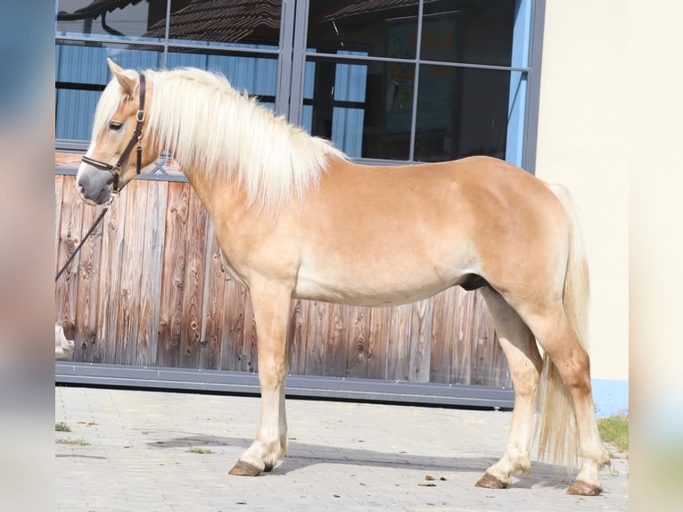 Edelbluthaflinger Stallion 2 years 14,2 hh Chestnut-Red in Ebermannsdorf