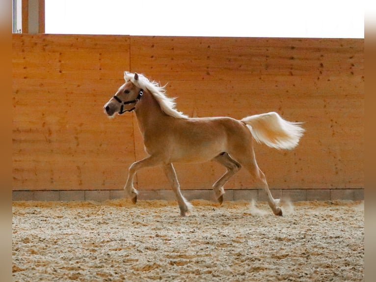 Edelbluthaflinger Stallion 2 years 14,2 hh Chestnut-Red in Ebermannsdorf