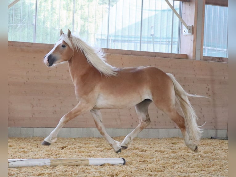 Edelbluthaflinger Stallion 2 years 14,2 hh Chestnut-Red in Ebermannsdorf