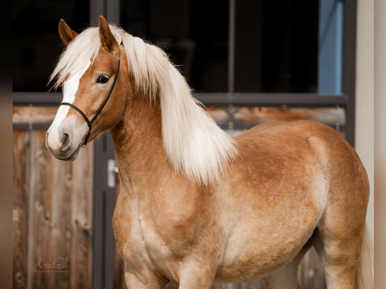 Edelbluthaflinger Stallion 2 years 14,2 hh Chestnut-Red in Ebermannsdorf