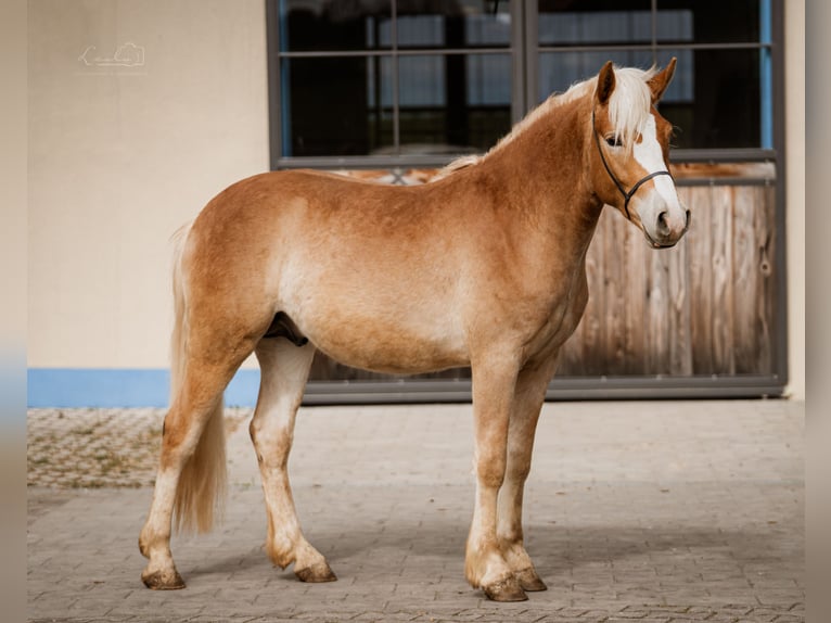 Edelbluthaflinger Stallion 2 years 14,2 hh Chestnut-Red in Ebermannsdorf