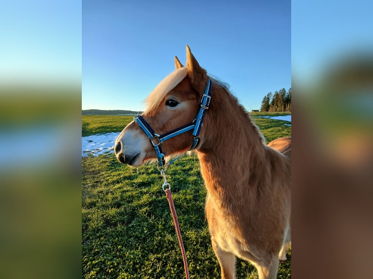 Edelbluthaflinger Stallion 3 years 13,3 hh in Rettenbach