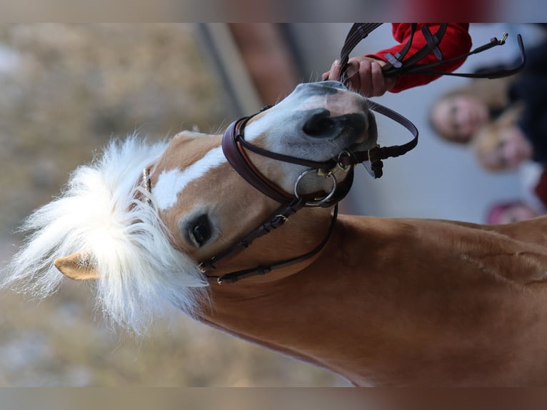Edelbluthaflinger Stallion 3 years 14 hh Chestnut-Red in Diepholz