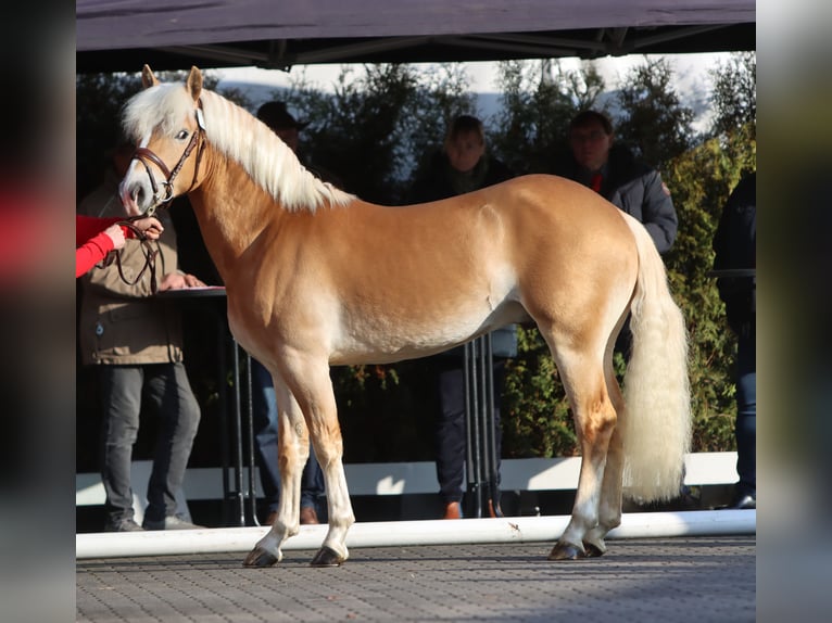 Edelbluthaflinger Stallion 3 years 14 hh Chestnut-Red in Diepholz
