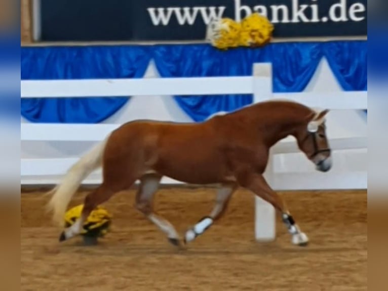 Edelbluthaflinger Stallion 3 years 14,1 hh Chestnut in Diepholz